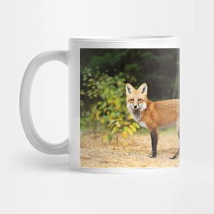 Young Red Fox - Algonquin Park Mug